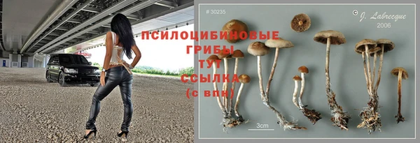 стаф Алзамай